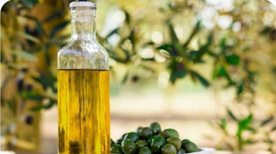 Olive européenne : menace pour les terres du Sud ?