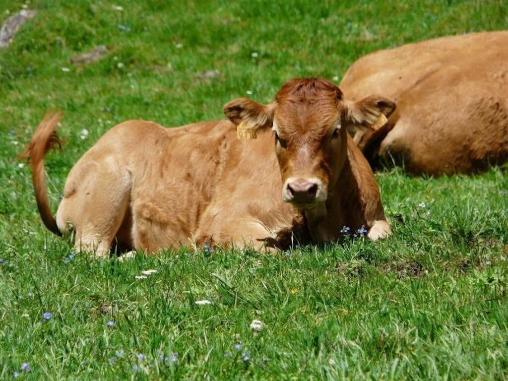 Dermatose bovine: quand l'agro-industrie menace nos terres